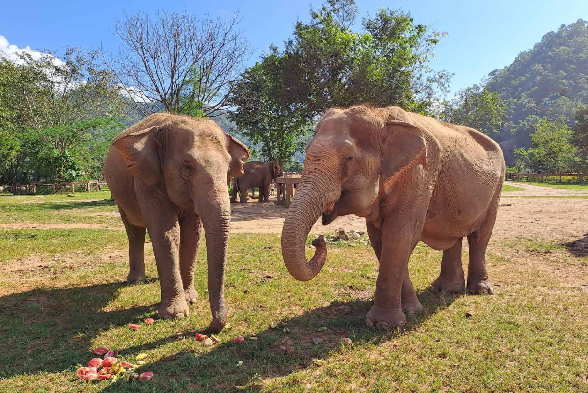 elephants chiang mai