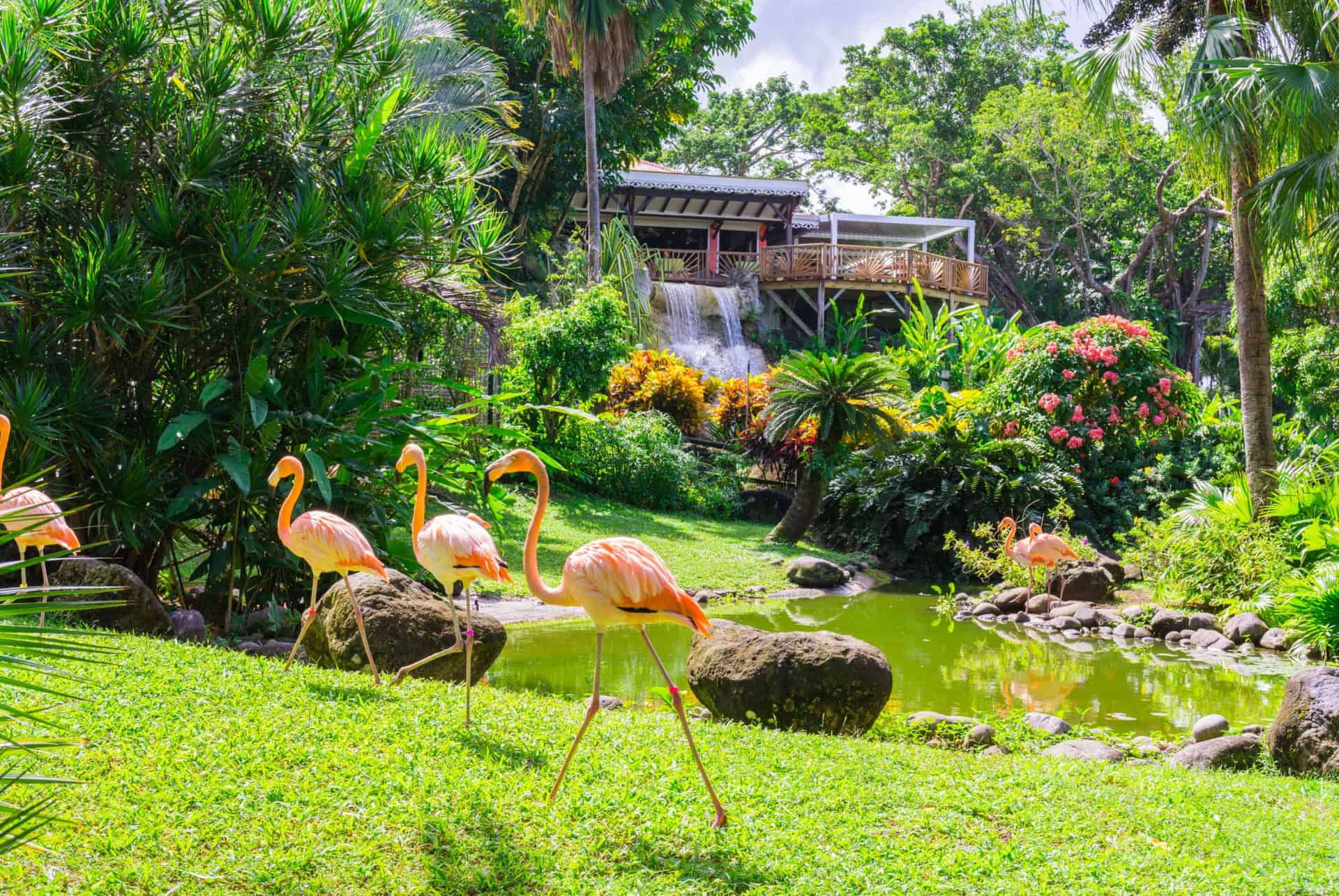 jardin botanique deshaies guadeloupe