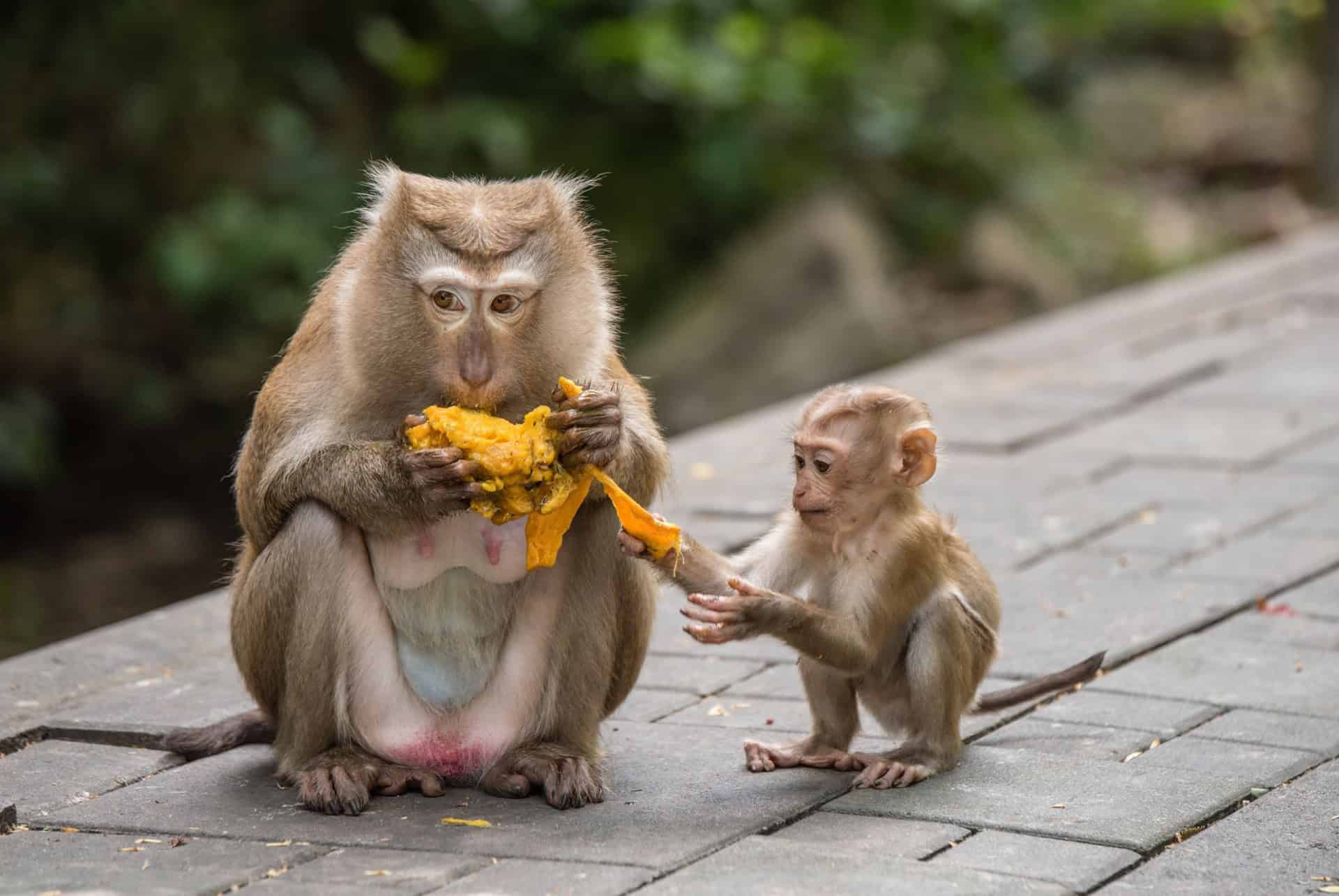 monkey hill que faire phuket