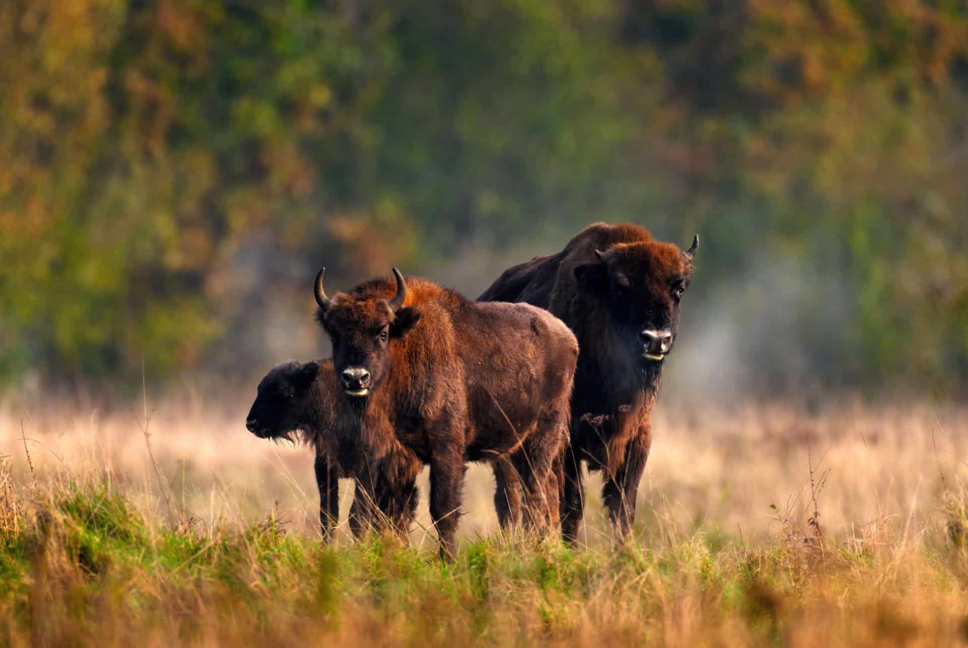 parc national de bialowieza