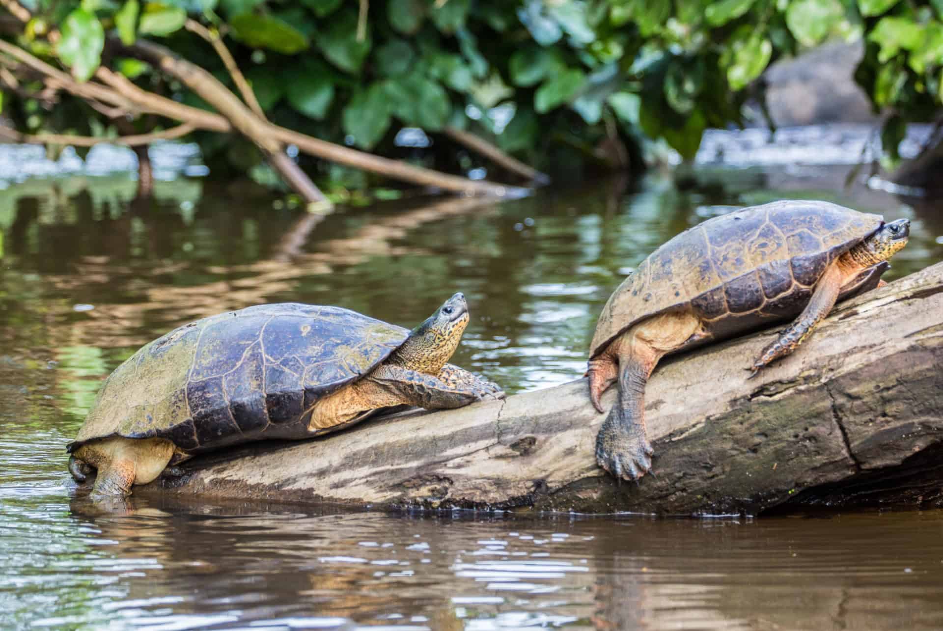 parc national de tortuguero costa rica