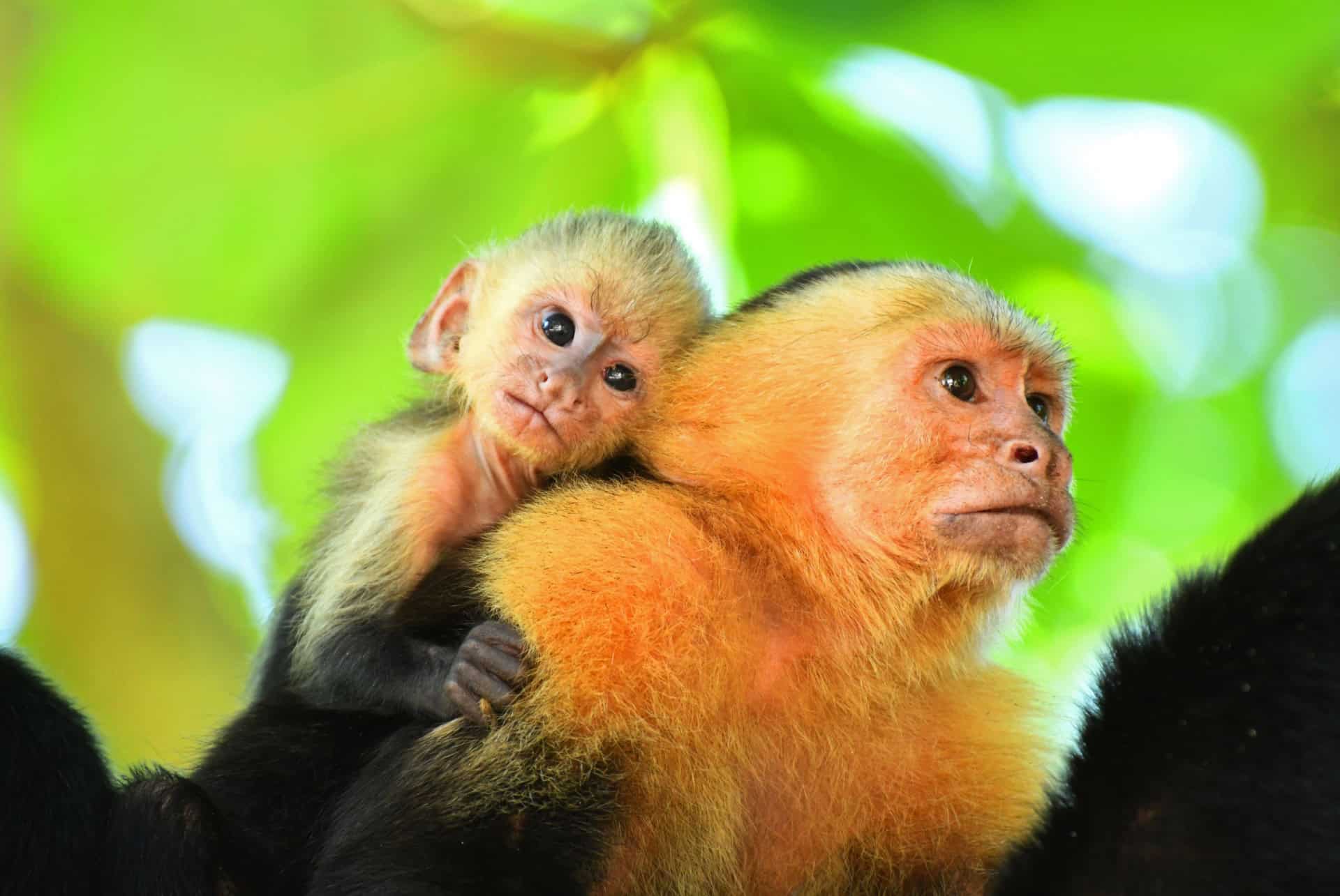 parc national manuel antonio costa rica