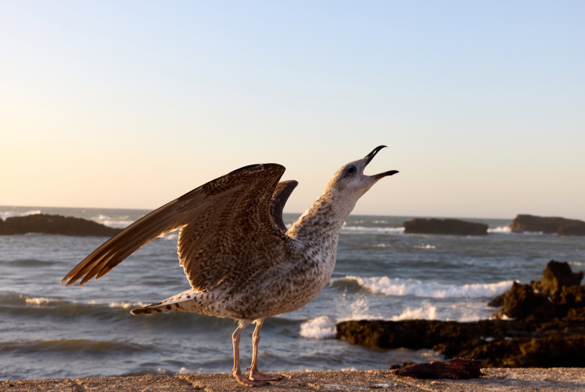 que faire a essaouira