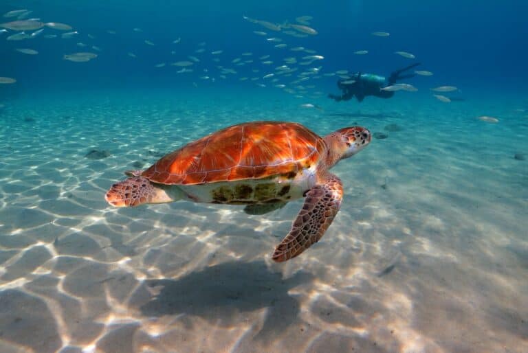 Excursion dans un cénote et baignade avec des tortues à Akumal