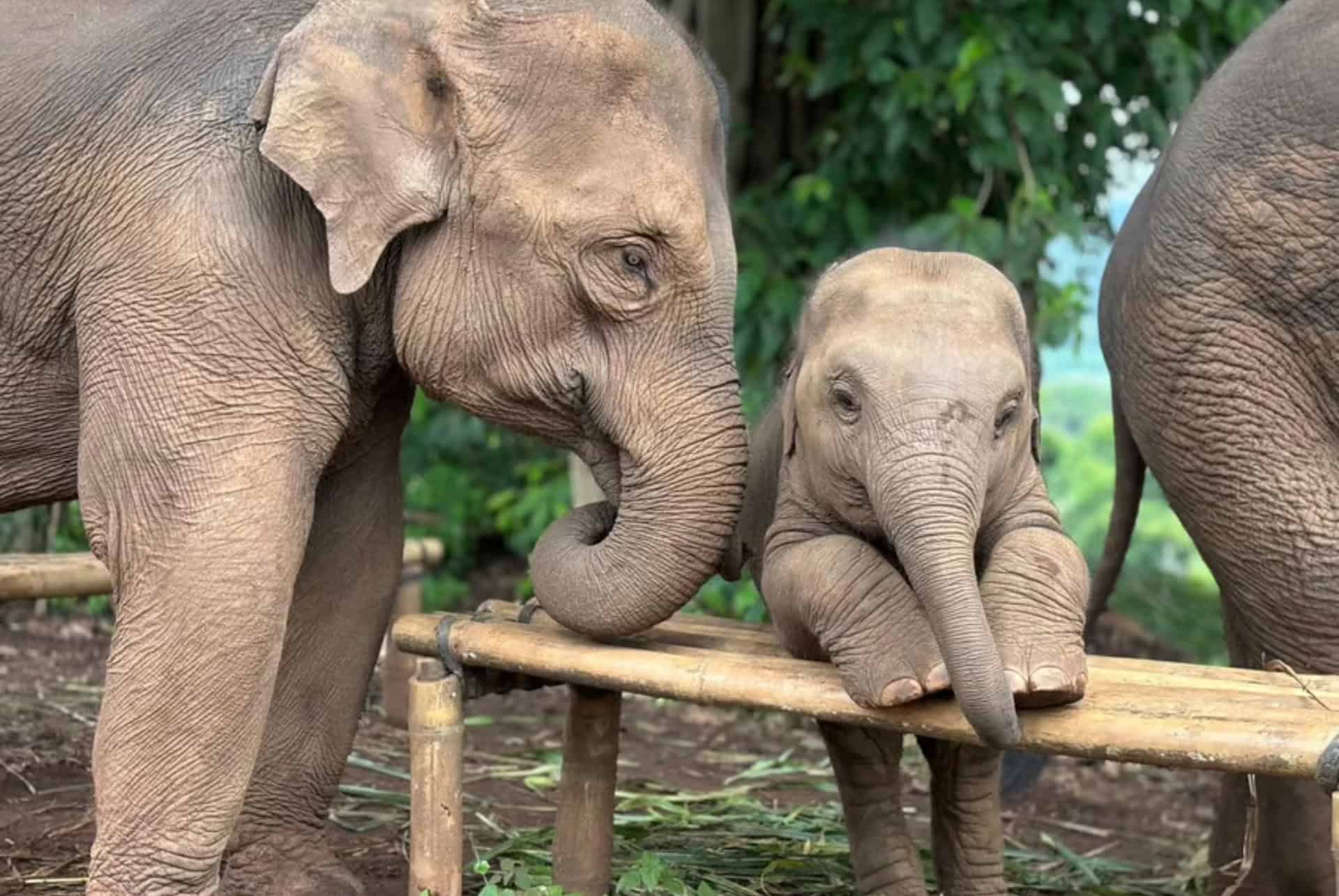 refuge elephants chiang mai