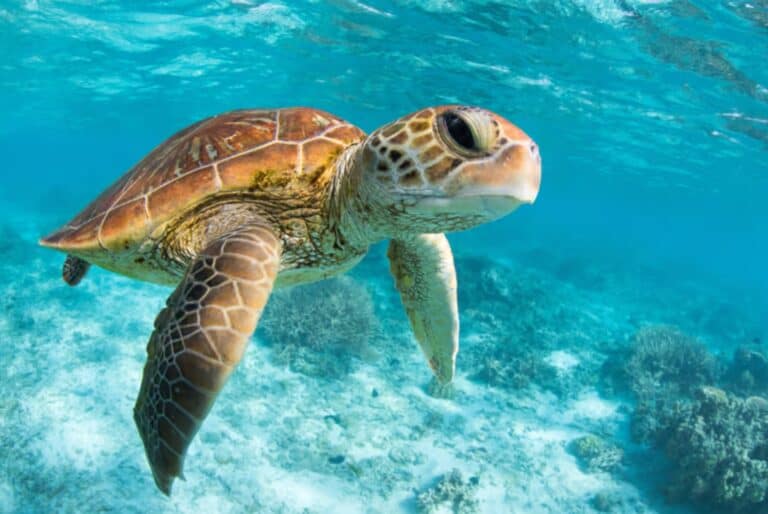 Visite guidée de Tulum et baignade avec les tortues à Akumal