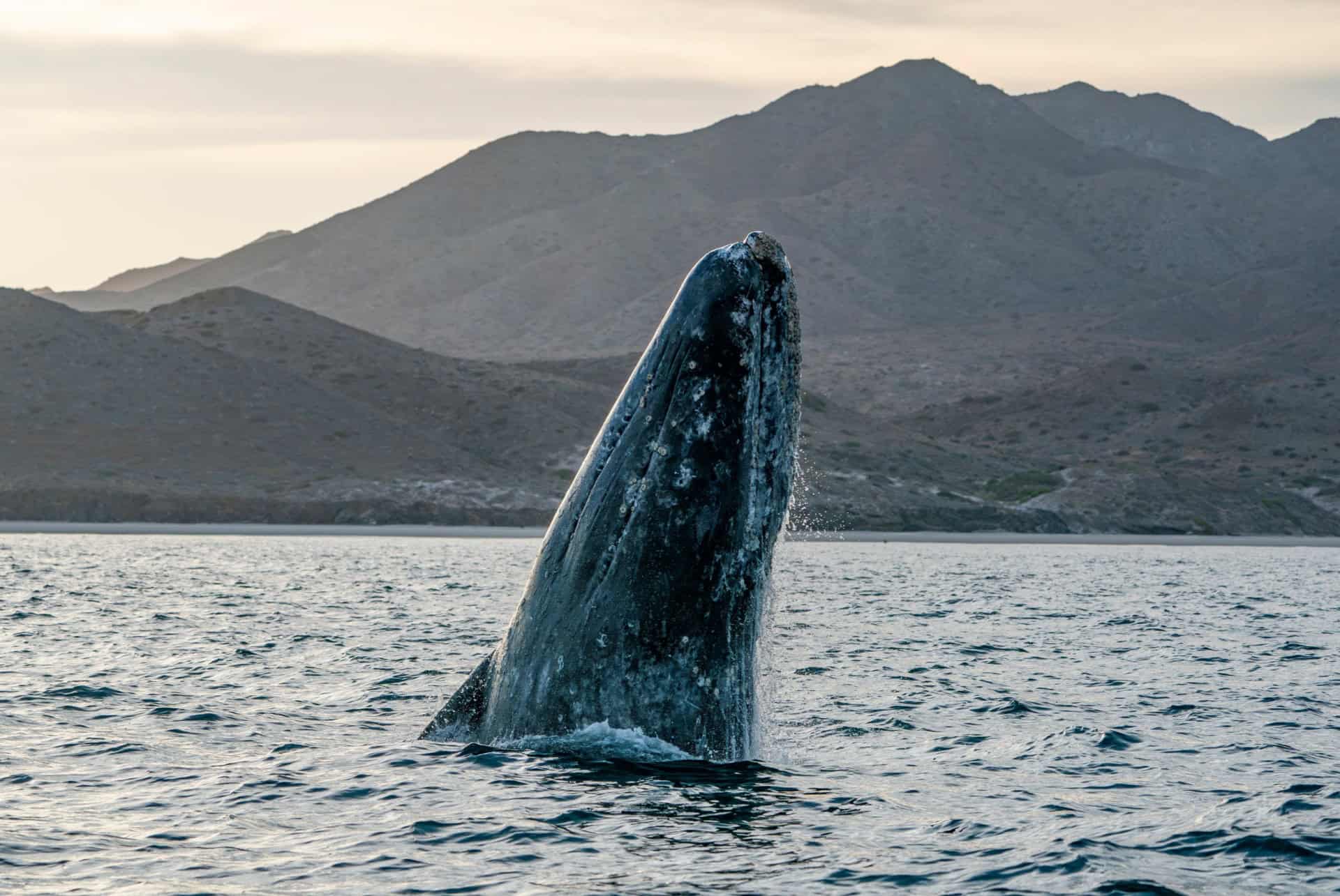 baleine grise mexique