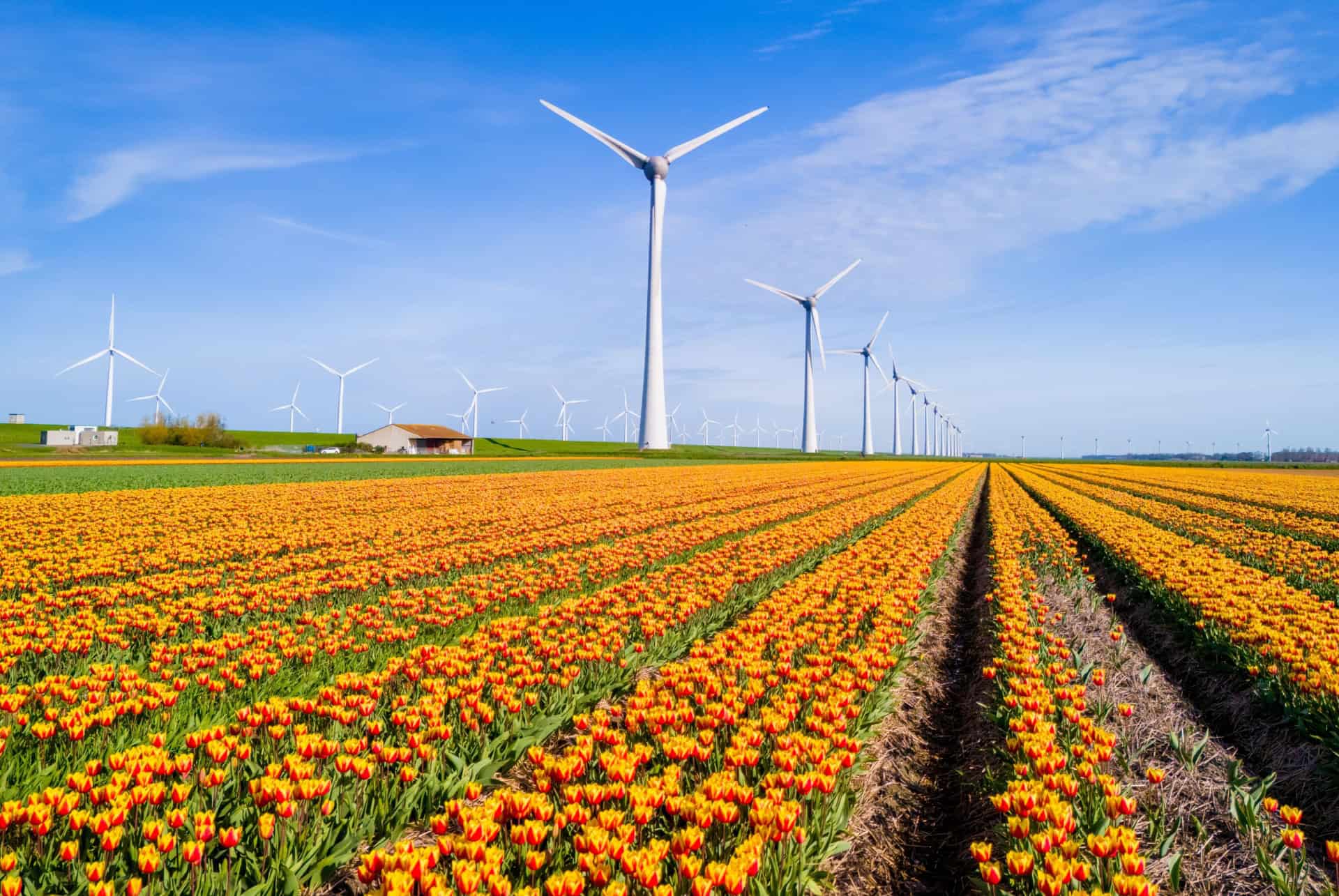 champs de tulipes hollande flevoland