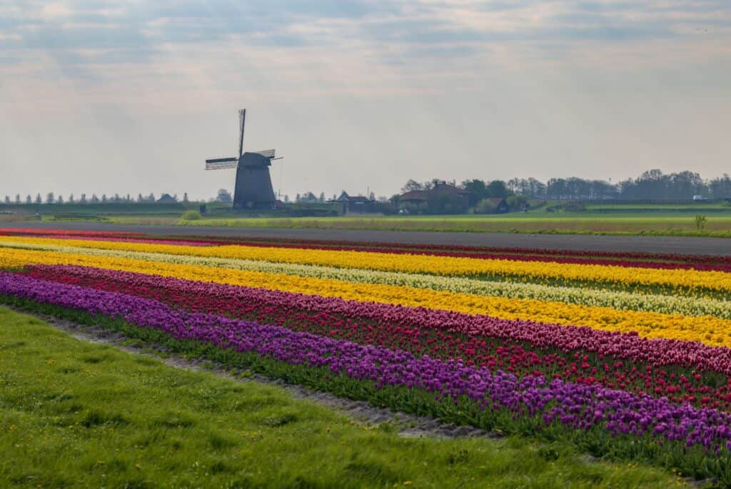 champs tulipes hollande alkmaar