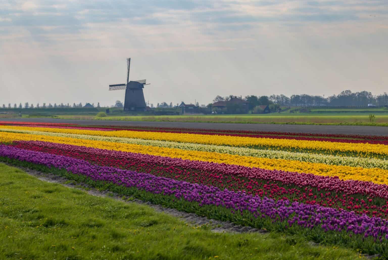 Les champs de tulipes en Hollande (Pays-Bas) : quand visiter