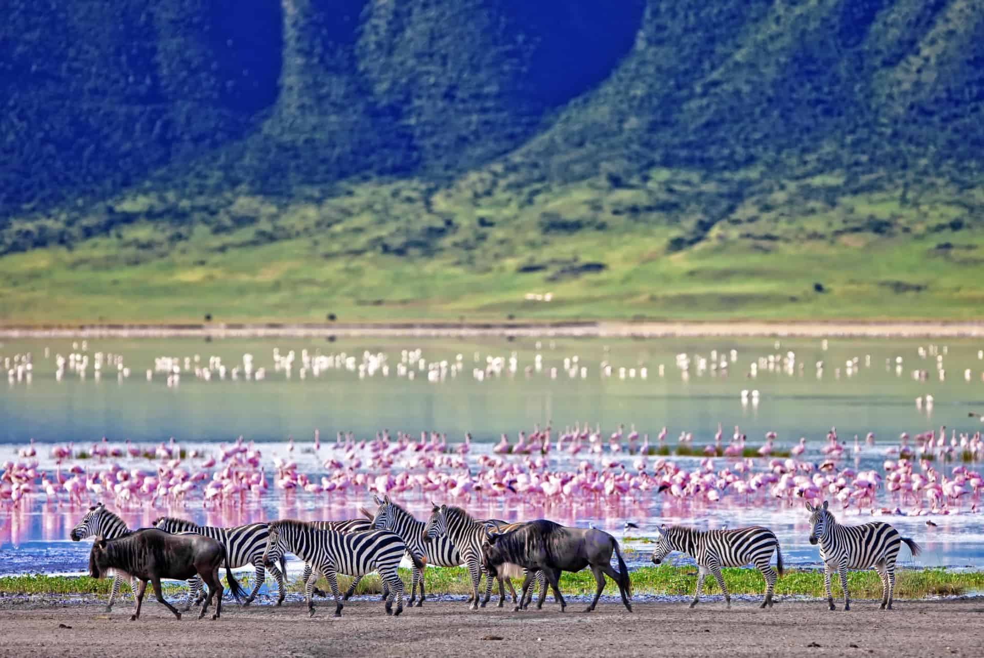 cratere ngorongoro parc national serengeti