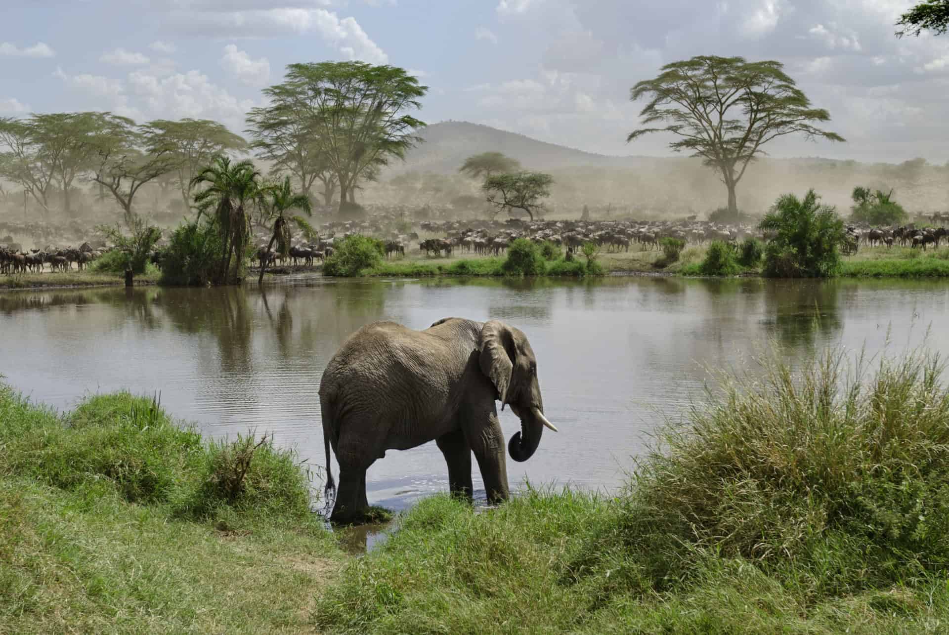 elephant big five