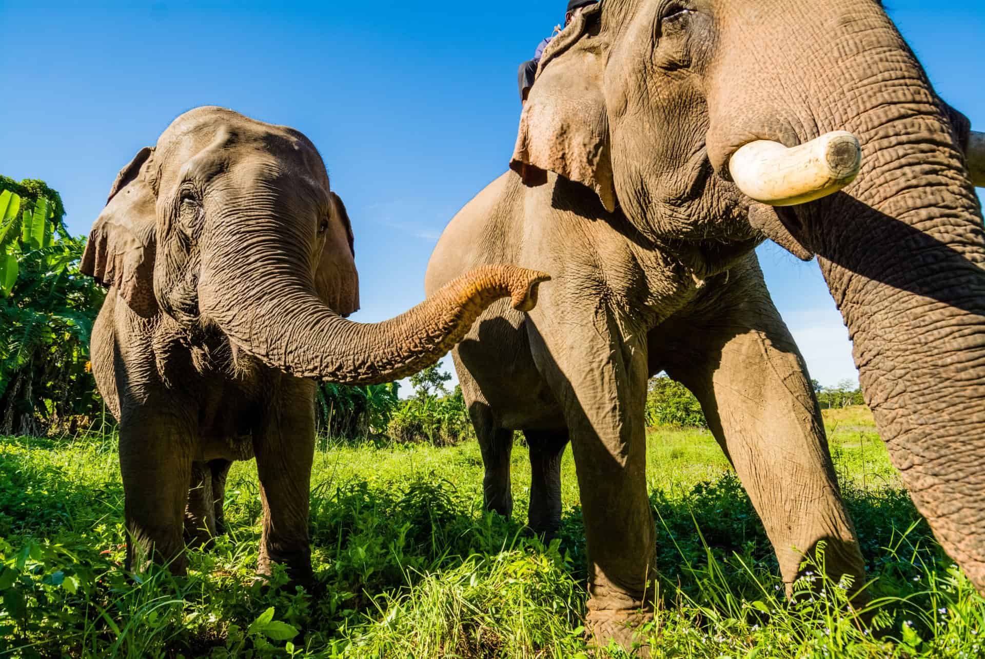 elephants cambodge