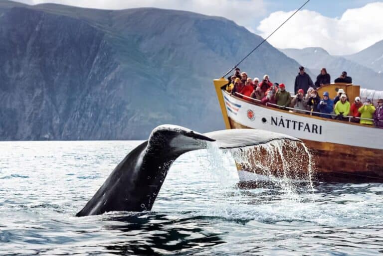 Excursion d'observation des baleines avec guide