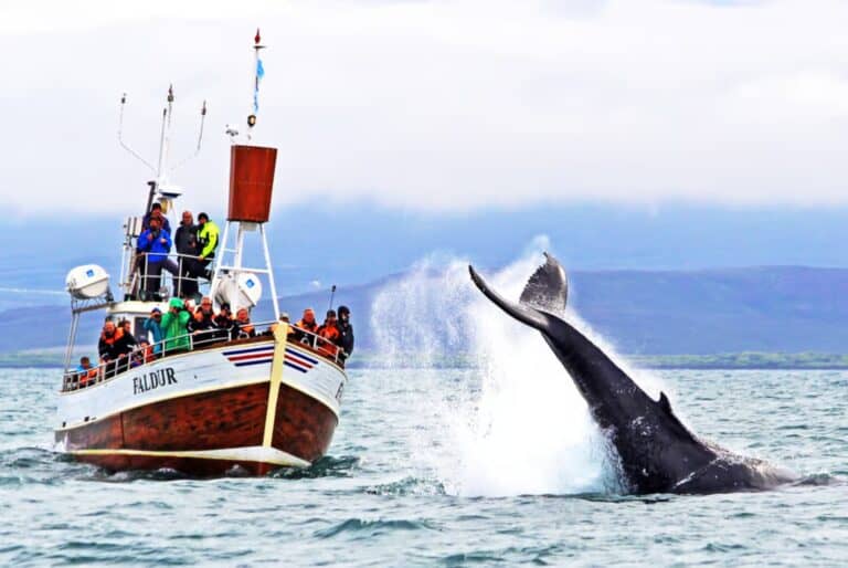 Excursion traditionnelle d'observation des baleines