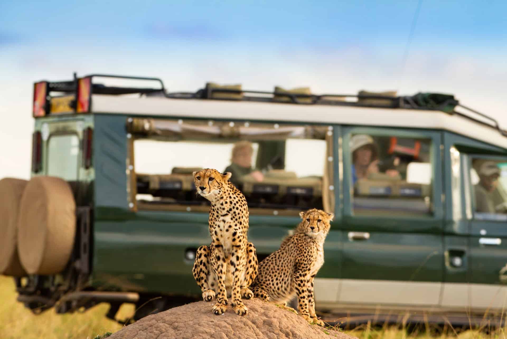 faune au serengeti