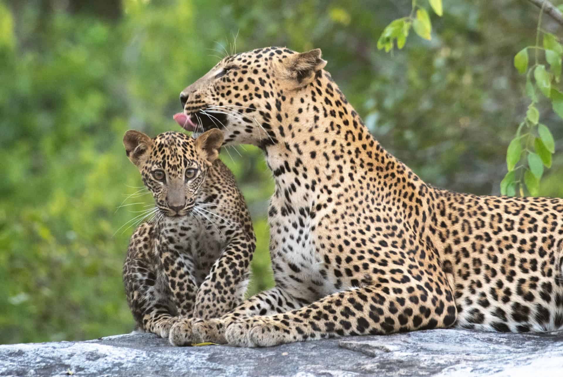 parc national de yala au sri lanka