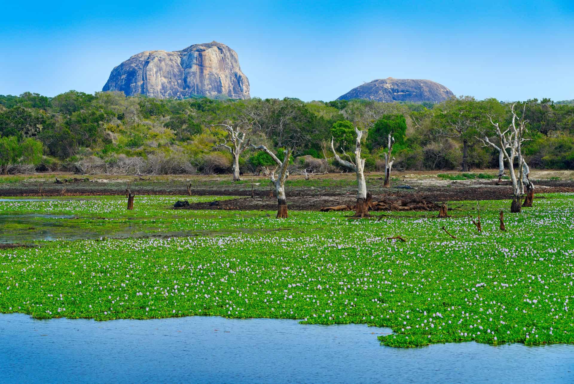 parc national de yala sri lanka