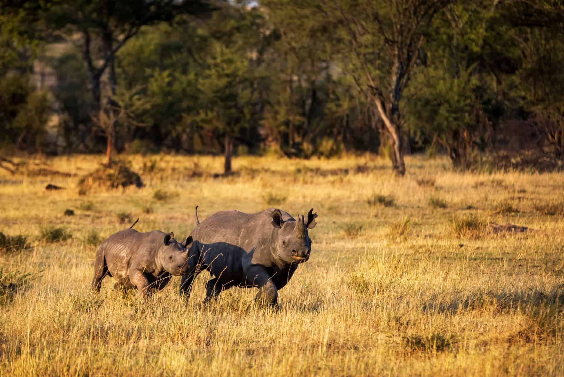 parc national serengeti big five