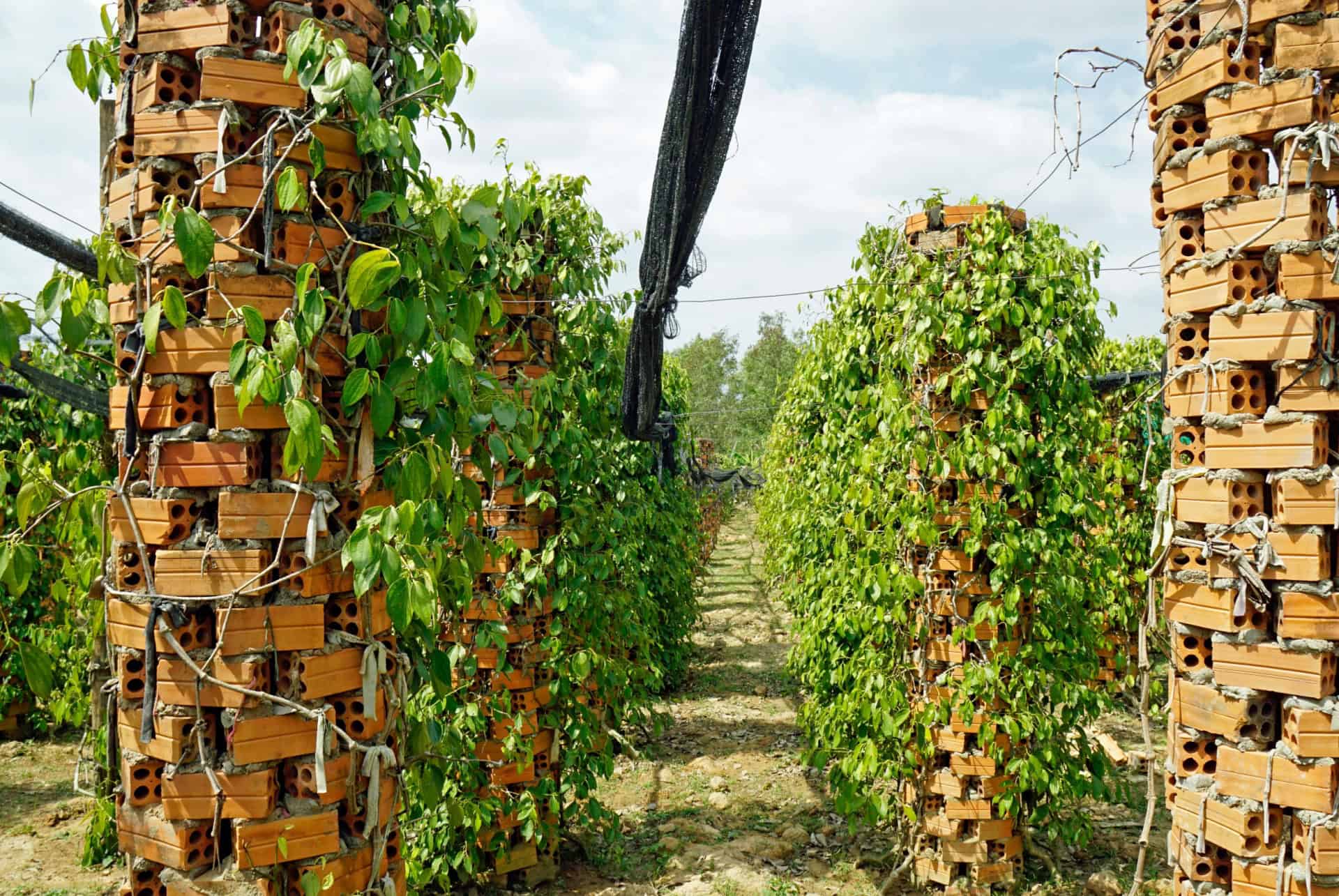 plant de poivre kampot