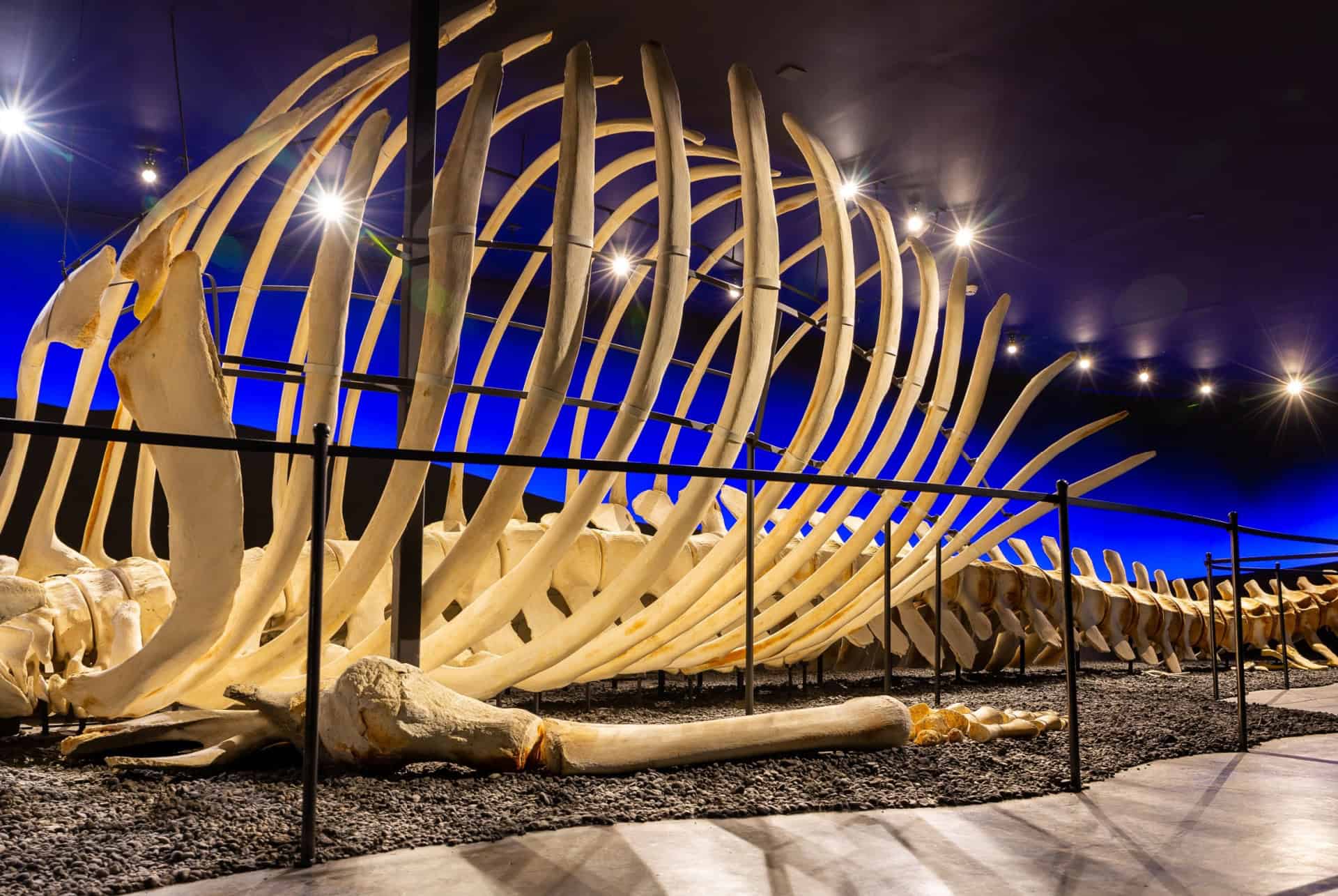 que faire a husavik musee de la baleine