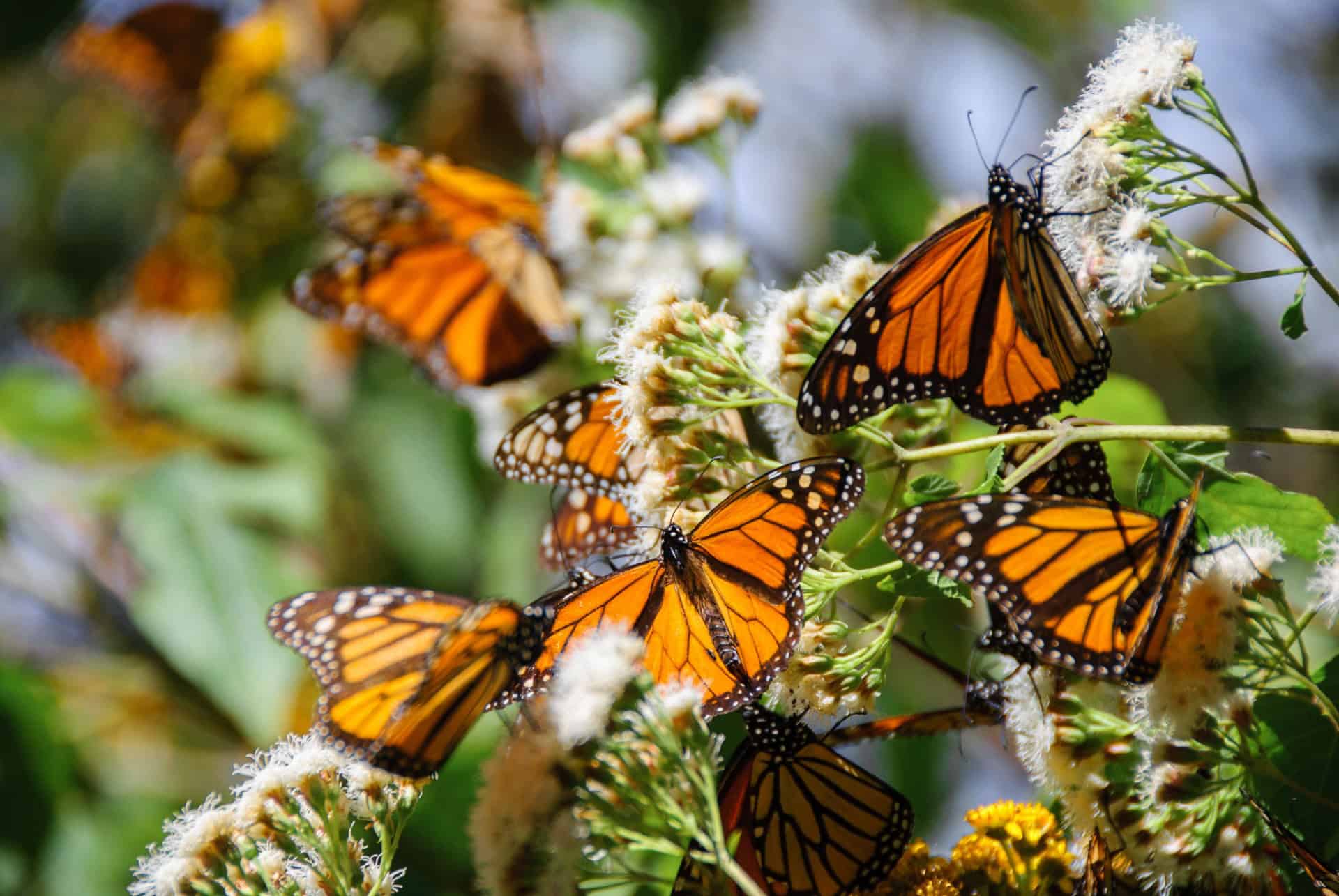 reserve biosphere papillons monarques mexique