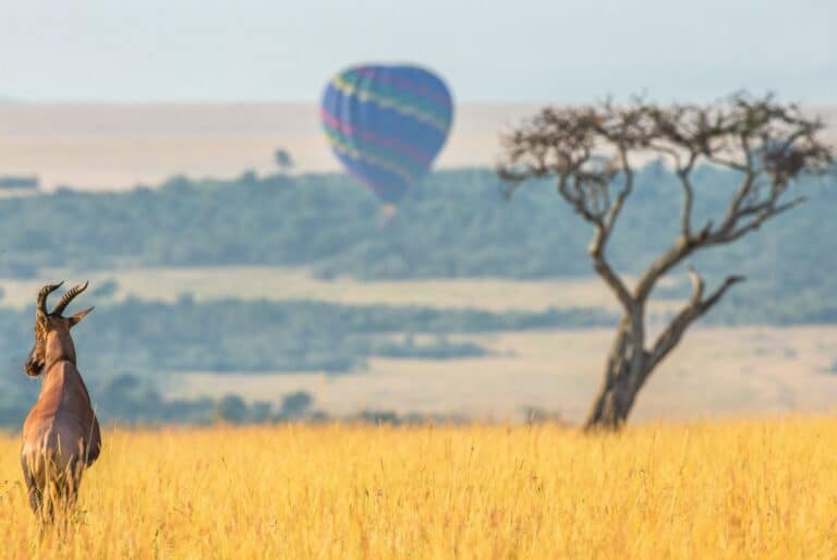 Safari en montgolfière à l'aube