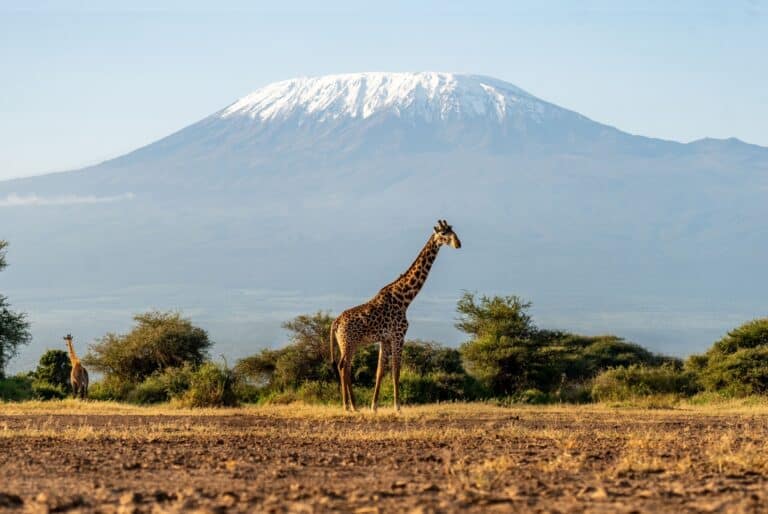 Safari d'une journée