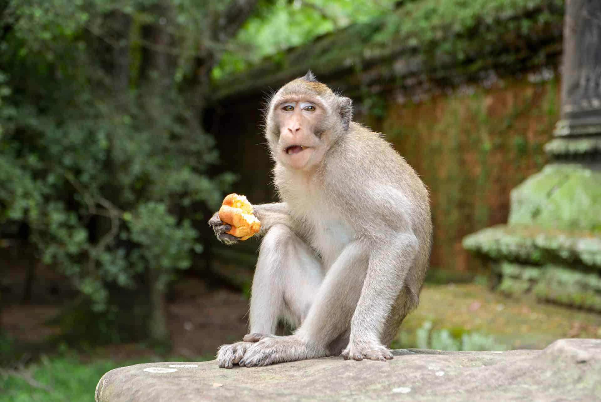 singe au temple dangkor