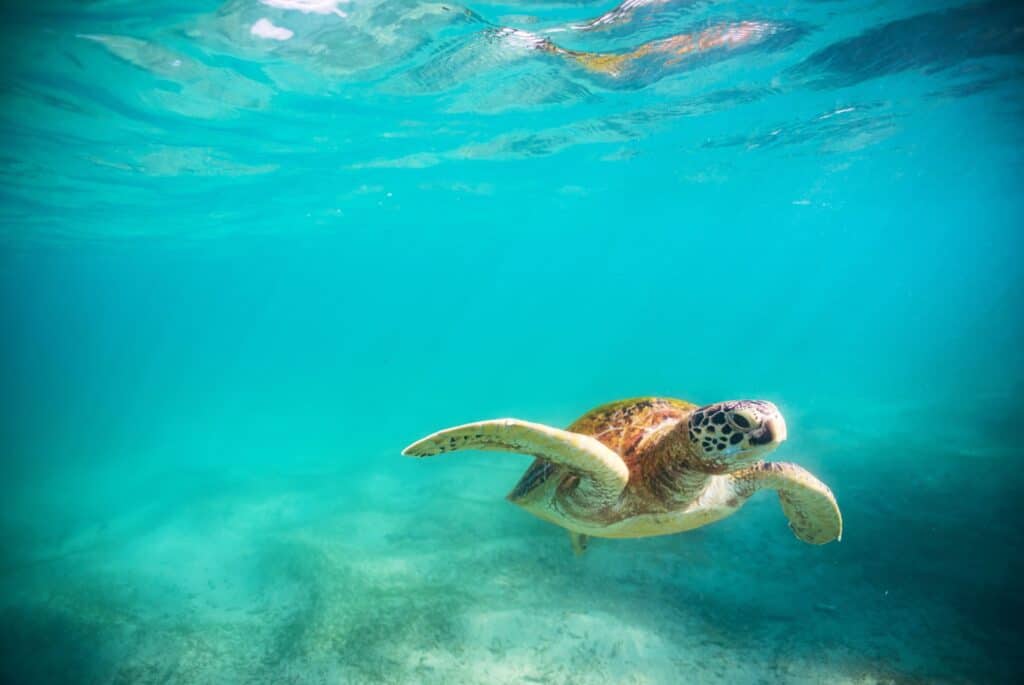 tortue marine sri lanka