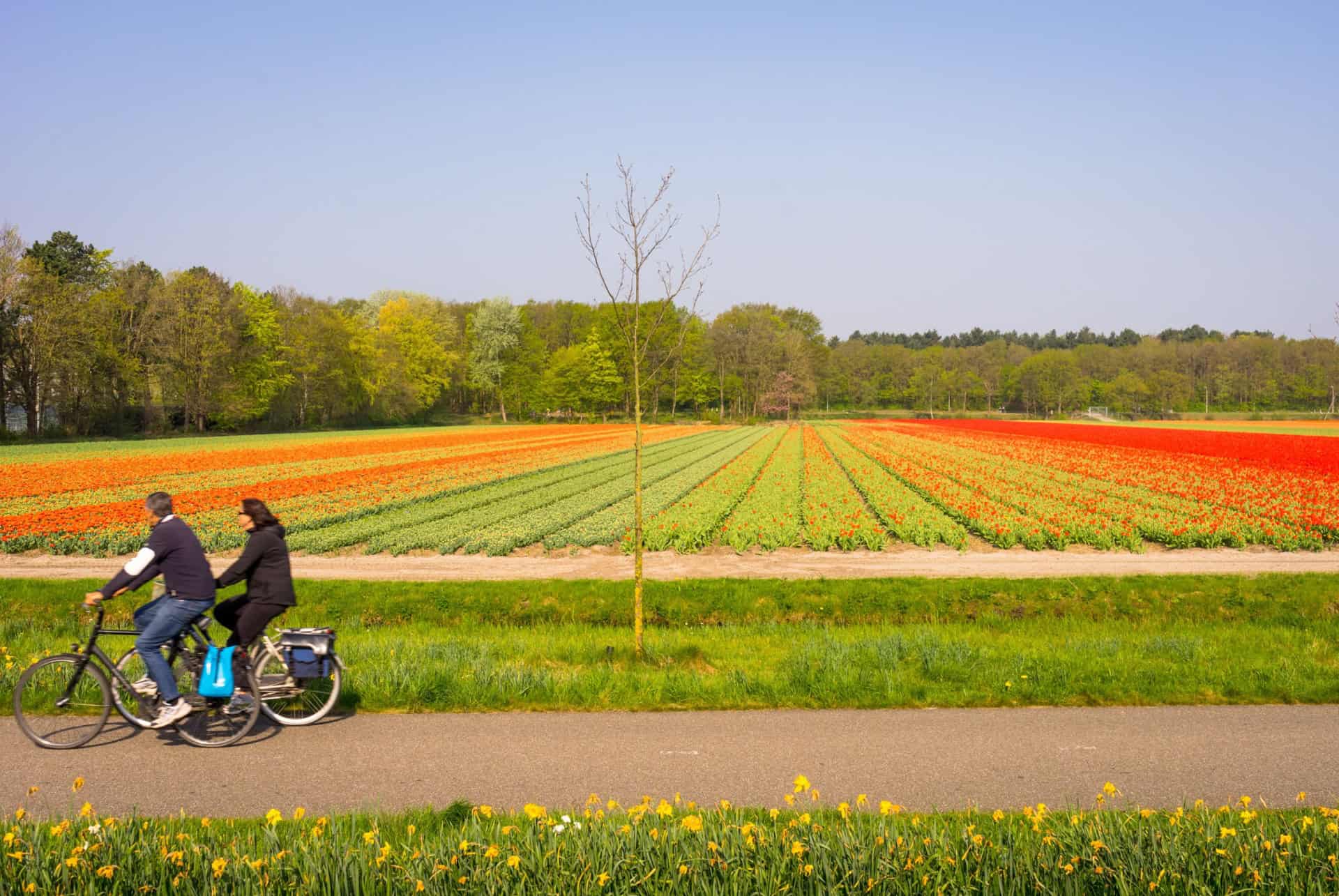 velos champs tulipes hollande