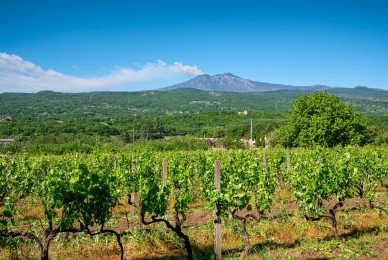 Visite des vignes et villages autour de l'Etna