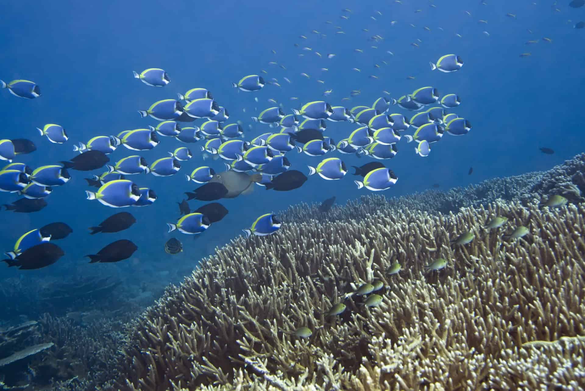 addu atoll du sud