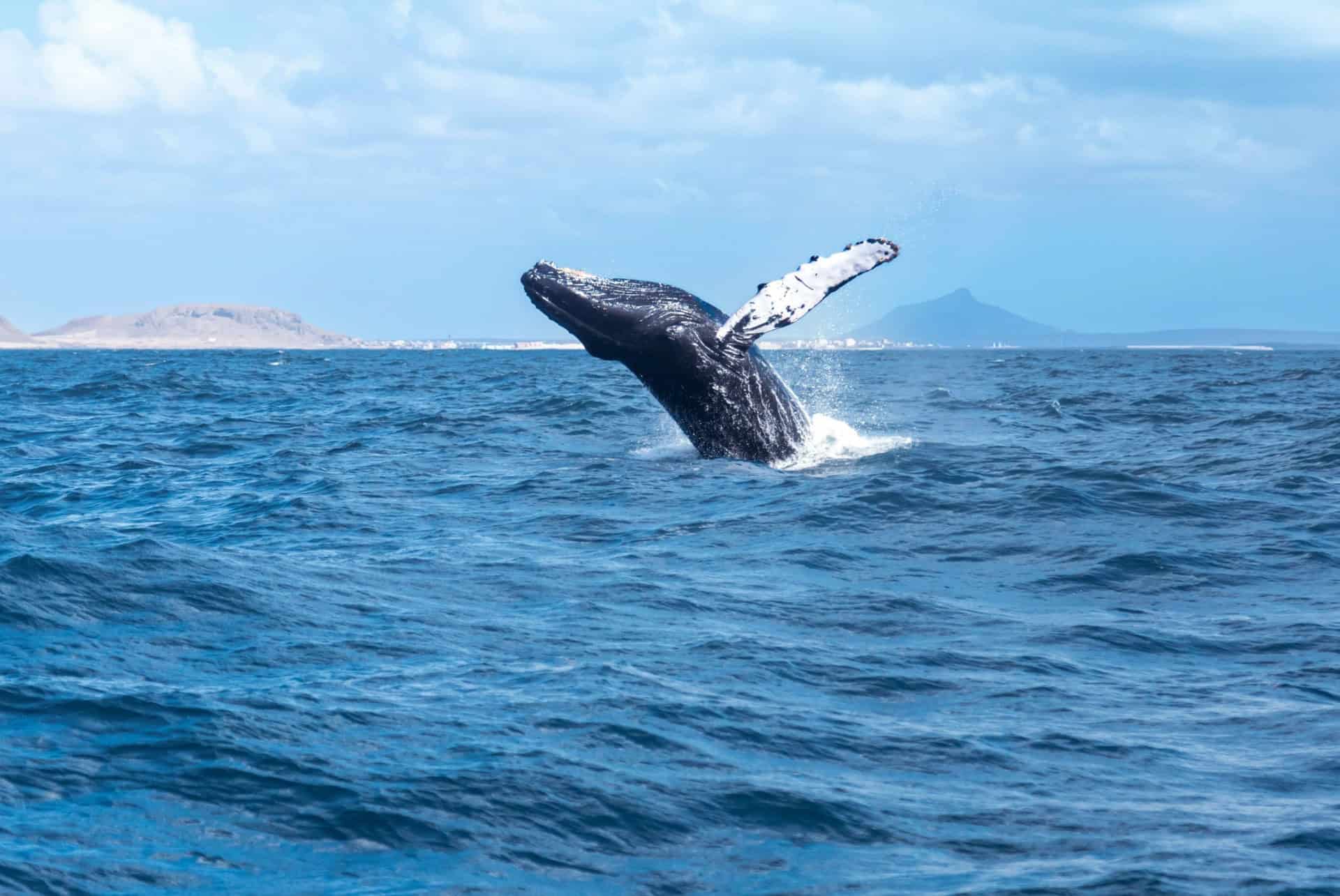 baleine boa vista cap vert