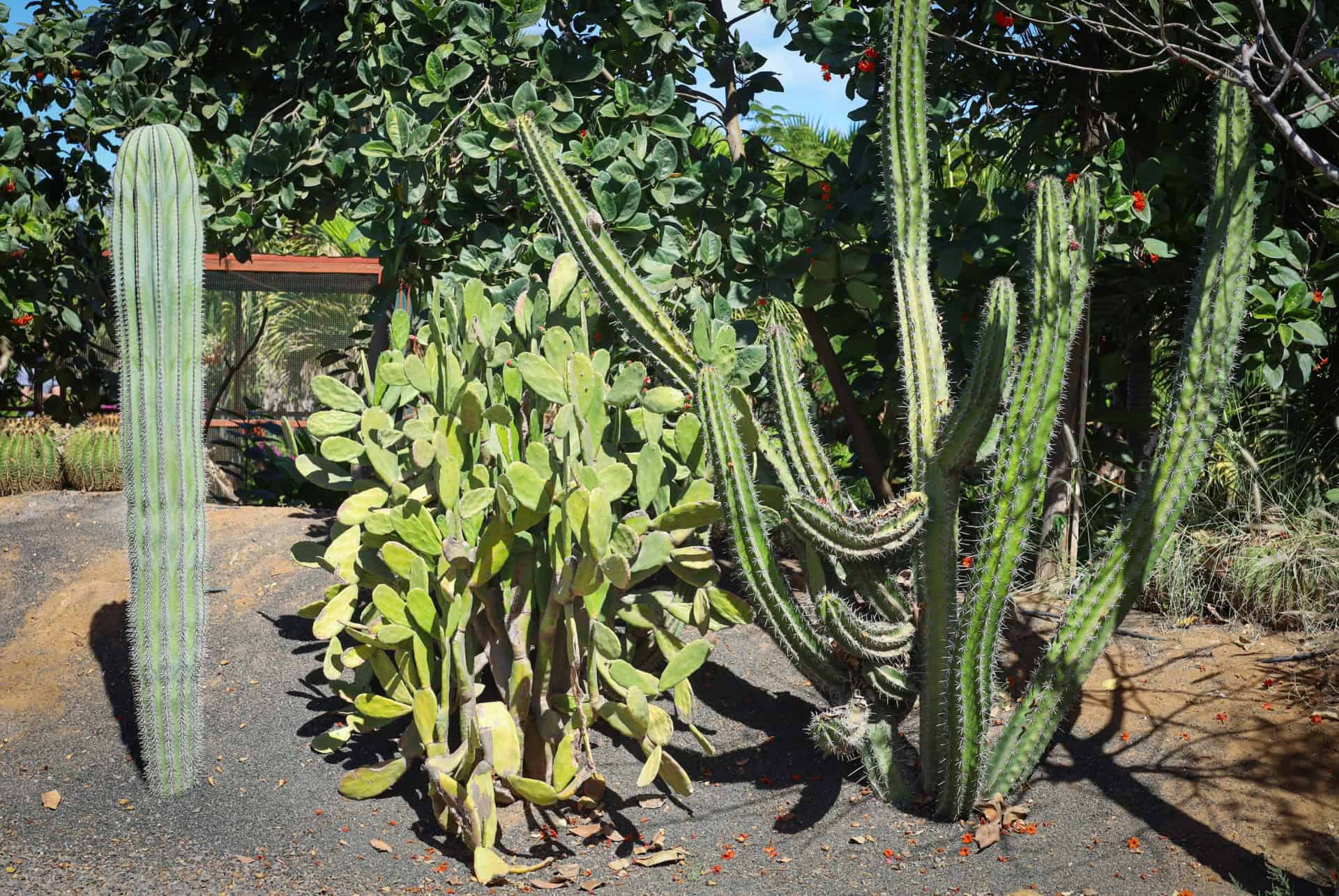 cactus cap vert