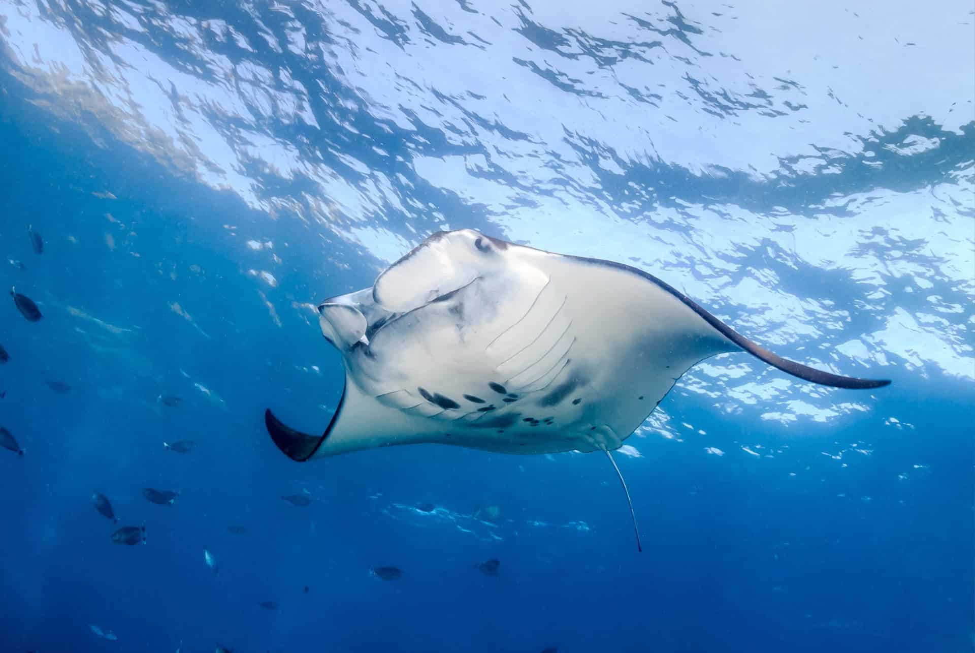 raie manta