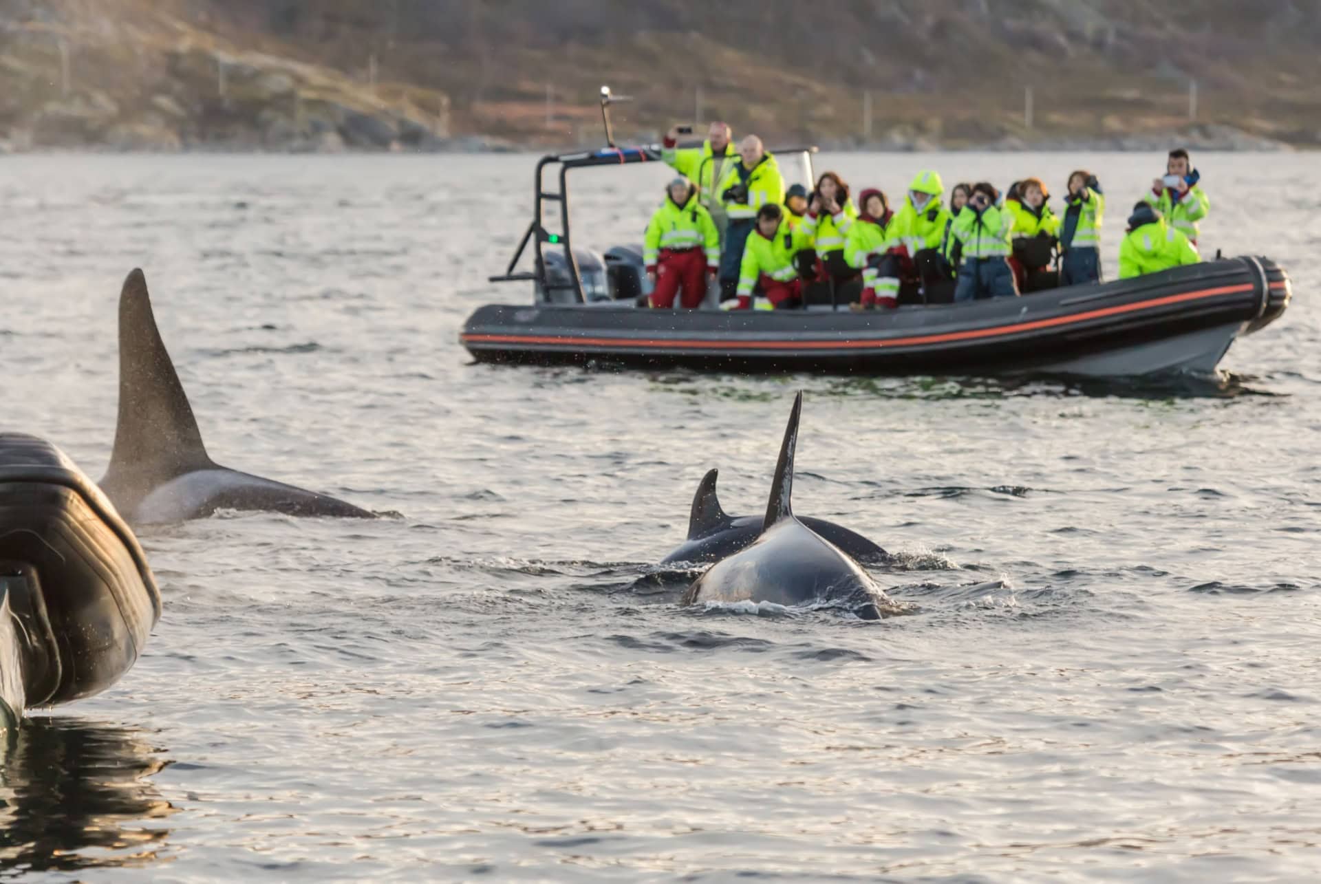 conseils observation baleines norvege
