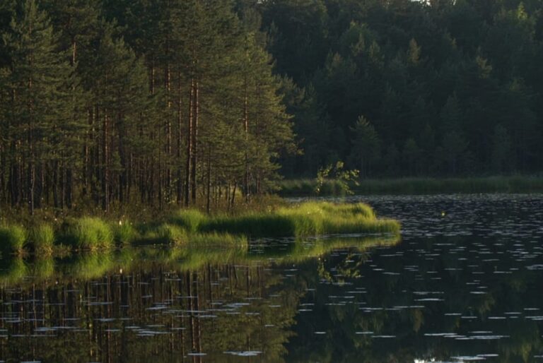 Excursion d’une demi-journée dans le parc de Nuuksio