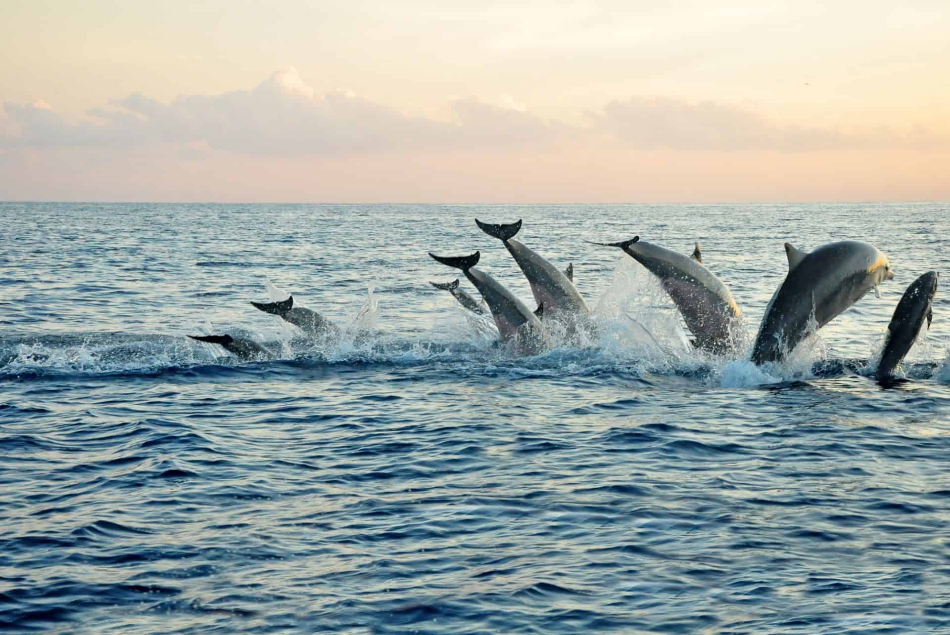 ile maurice dauphins