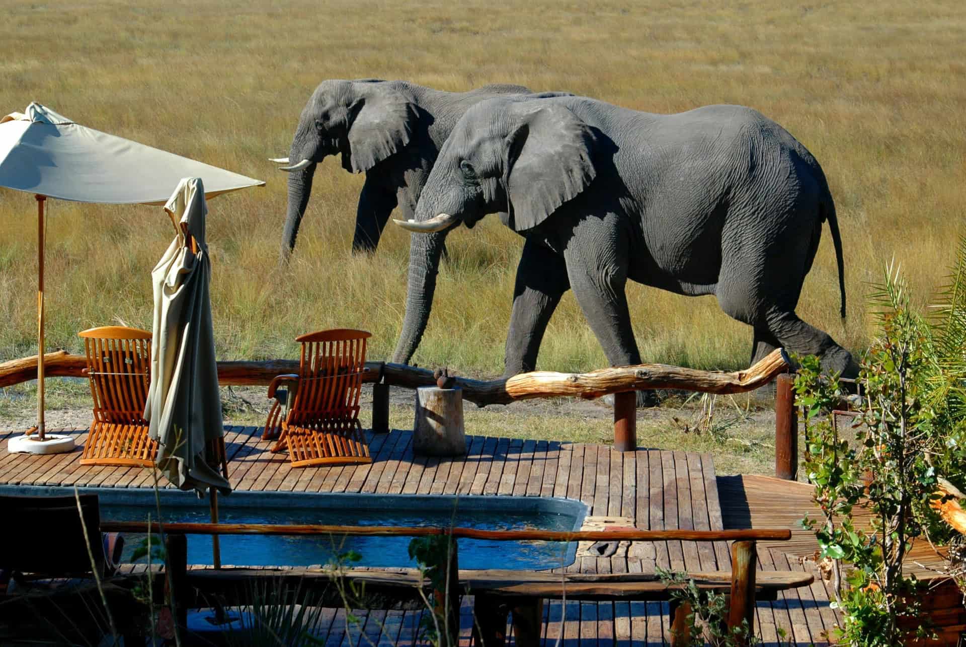 lodge safari
