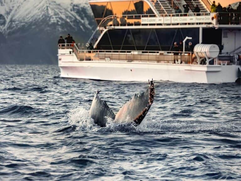 Observation des baleines en bateau hybride-électrique