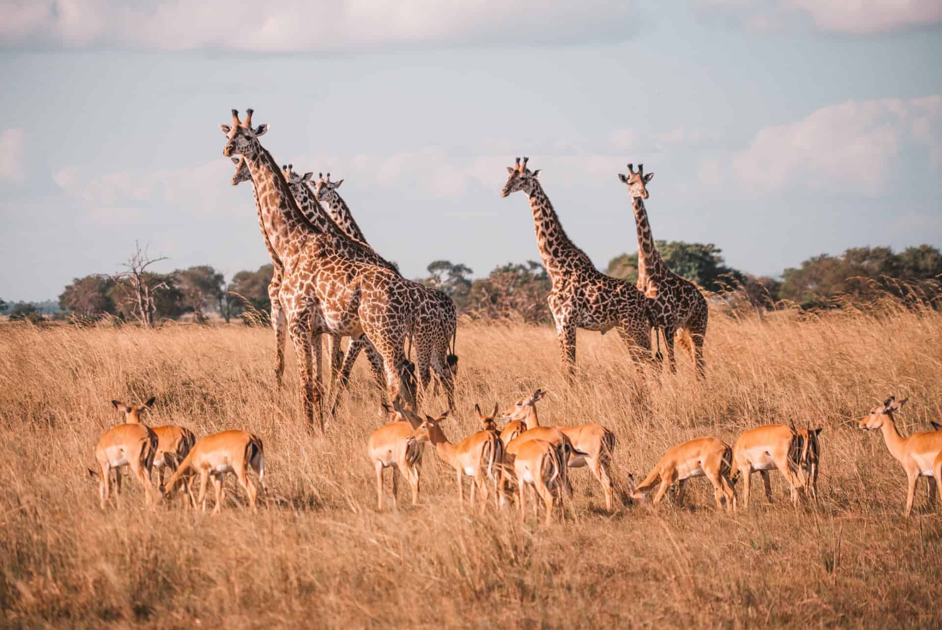parc national de mikumi tanzanie