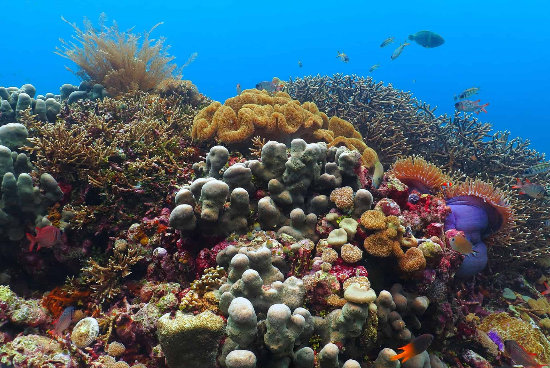 coral garden faire de la plongee a bali