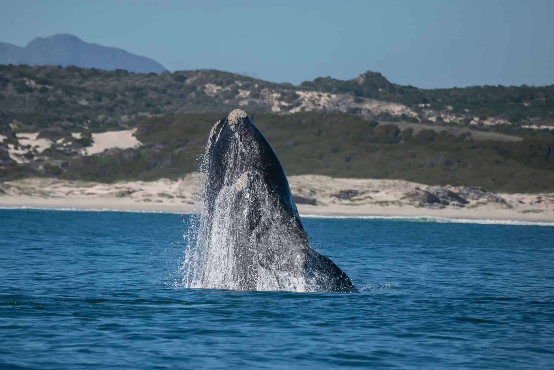 gansbaai afrique du sud
