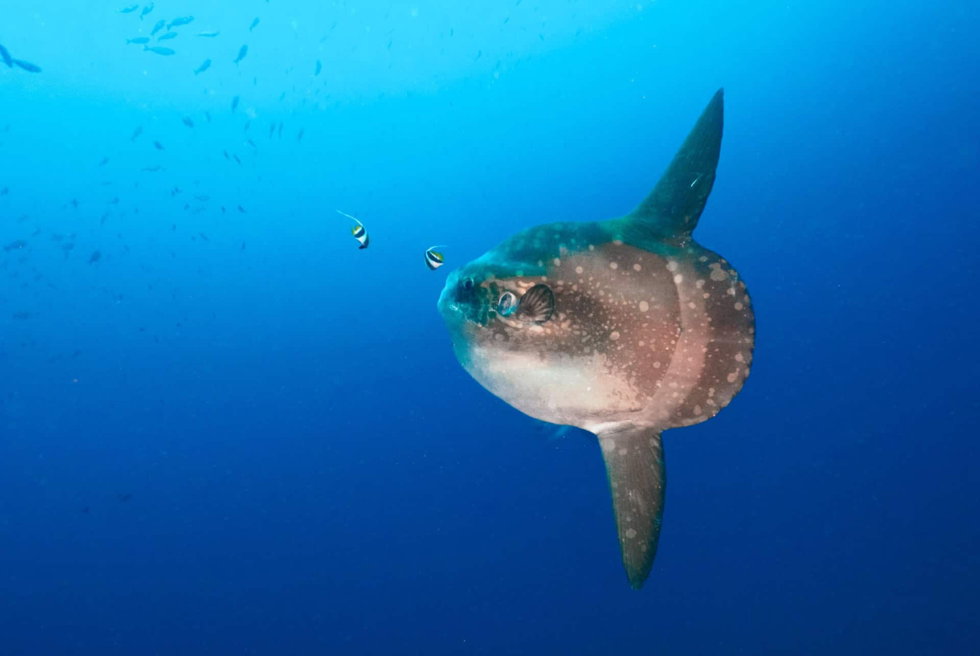nusa lembongan mola mola