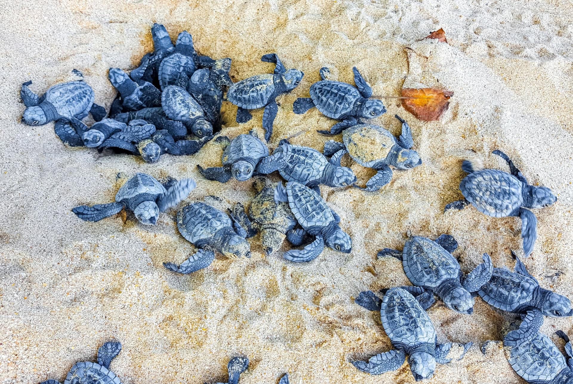 tortues a mirissa