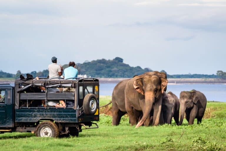 Safari au parc national de Minneriya