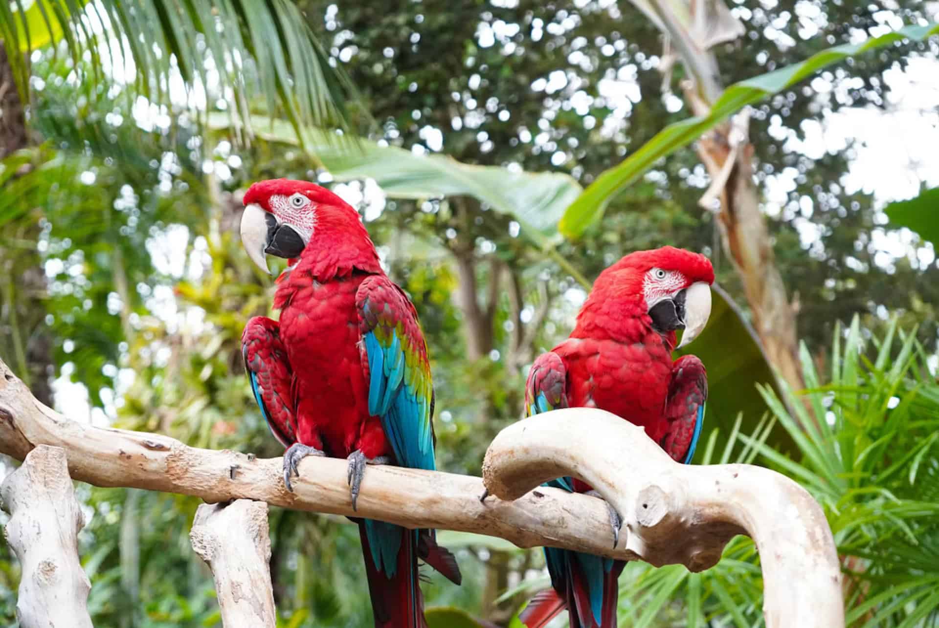 que faire a vancouver se promener au conservatoire de bloedel