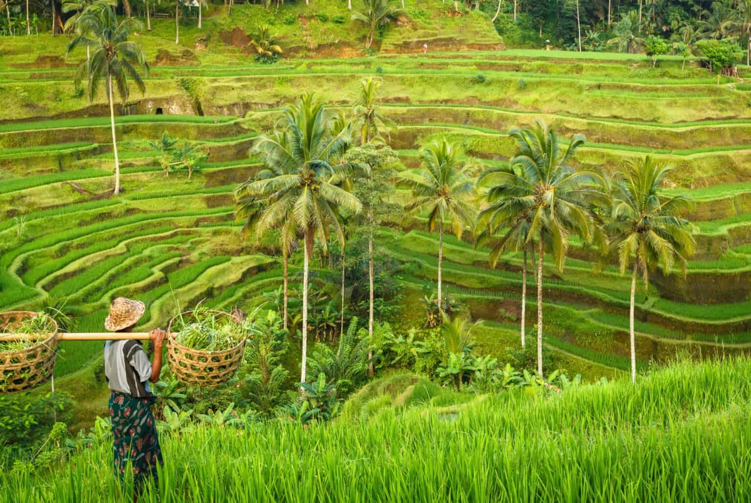 Les rizières à Bali : conseils pour voir les perles vertes d’Indonésie
