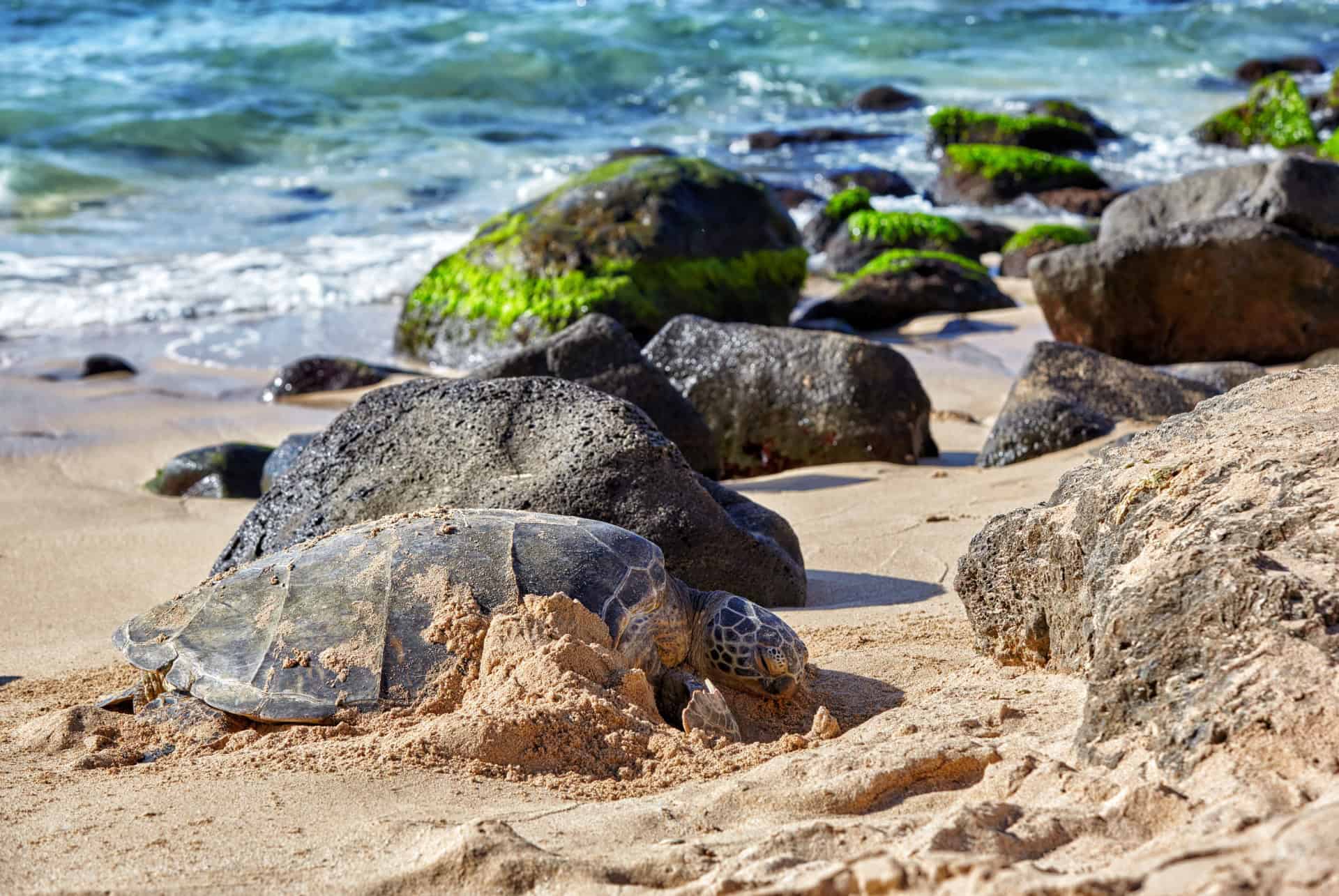 tortue verte geante a la plage de laniakea
